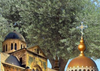 شجرة وطن ….. حين اتحدت قلوب السوريين نبت السلام زيتونةً في أرضهم